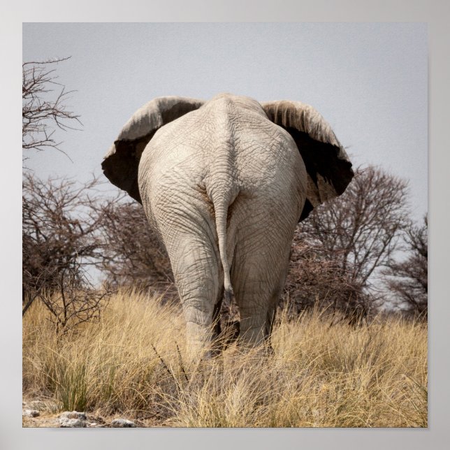 Rear view of elephant poster (Vorne)