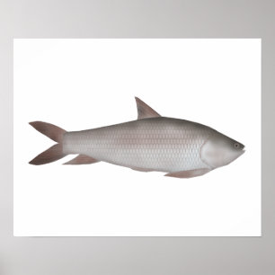 Reba Carp Poster