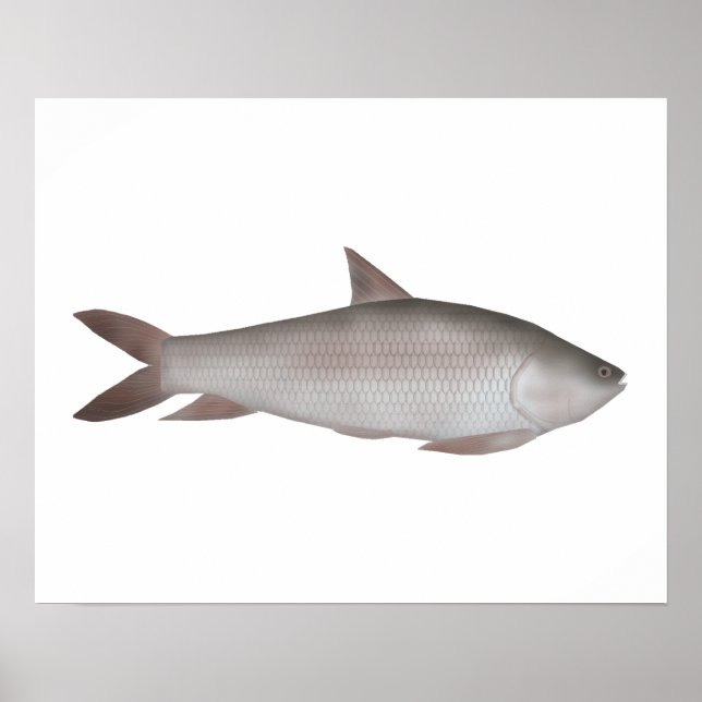 Reba Carp Poster (Vorne)