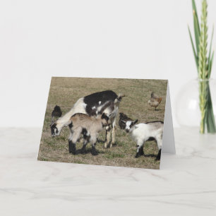 Reba, Patti, Shamrock und Chickens All Chance Karte