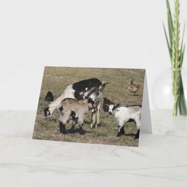 Reba, Patti, Shamrock und Chickens All Chance Karte (Vorderseite)