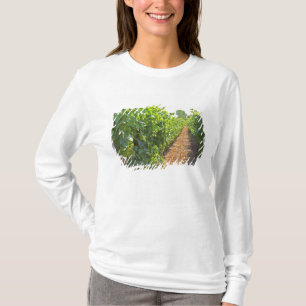 Reben an Drähten hochgezogen und gestützt von T-Shirt