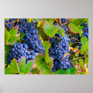 Reben aus schwarzen Trauben, Weinberg Poster