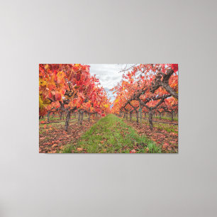 Reben im Herbst Leinwanddruck