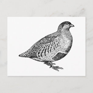 Rebhuhn Vogel Kunst Postkarte