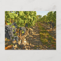 Rebstöcke von Cabernet Sauvignon in Folge