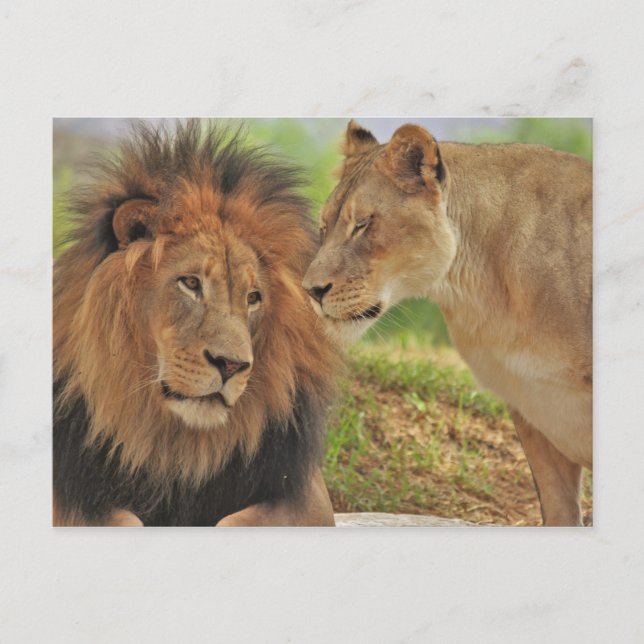 Recht  postkarte (Vorderseite)