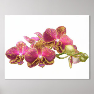 Rechter Foil Akzent auf Red Orchids Print Poster
