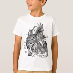 Rechtskammer des T-Shirts zur Anatomie des menschl
