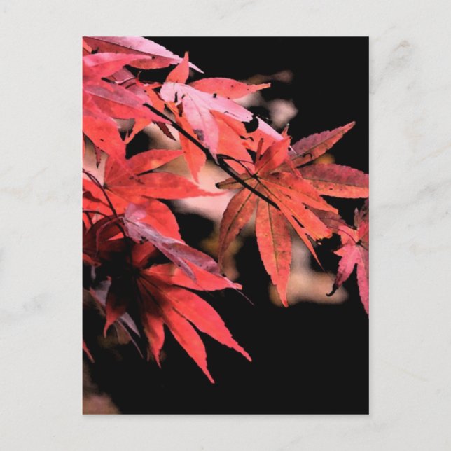 Red Acer Postcard Postkarte (Vorderseite)