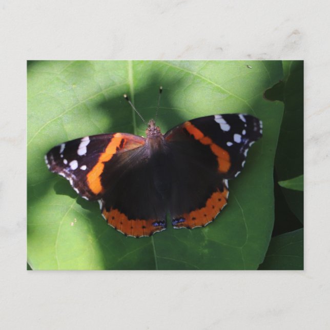 Red Admiral Butterfly auf grünen Blätter Postkarte (Vorderseite)