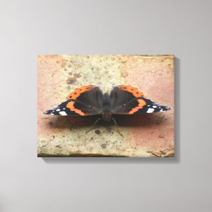 Red Admiral Butterfly Canvas Print Leinwanddruck