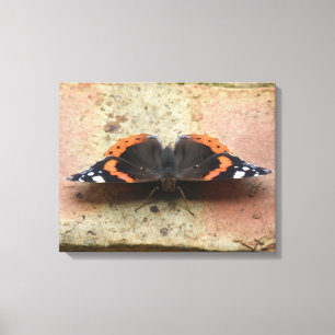 Red Admiral Butterfly Canvas Print Leinwanddruck
