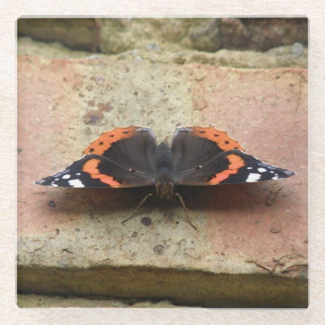 Red Admiral Butterfly Glass Untersetzer (Vorderseite)