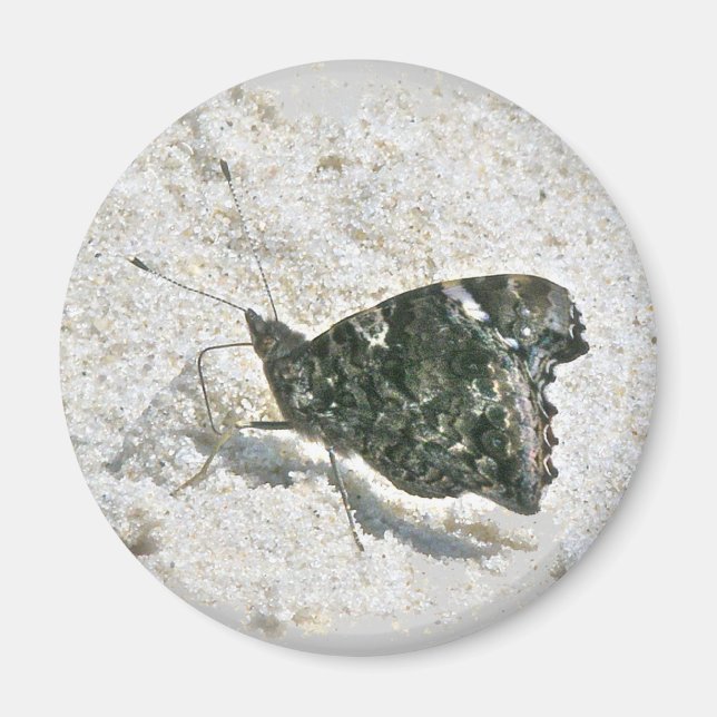 Red Admiral Butterfly on Beach Coordinated Items Magnet (Vorne)