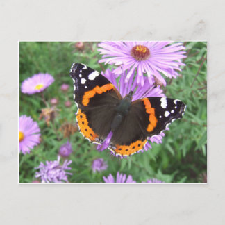 Red Admiral Butterfly Postkarte