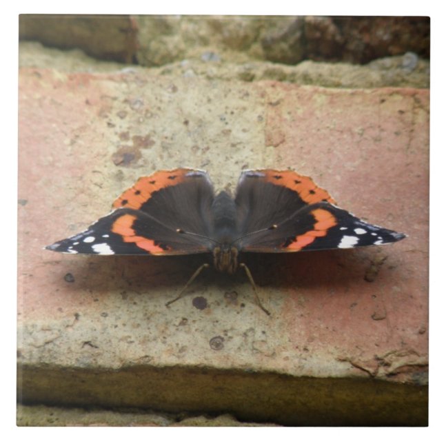 Red Admiral Butterfly Tile Fliese (Vorderseite)