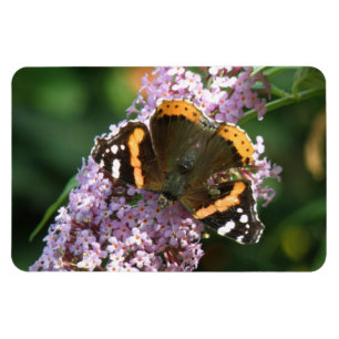Red Admiral Butterfly und Buddleia Flexi Magnet
