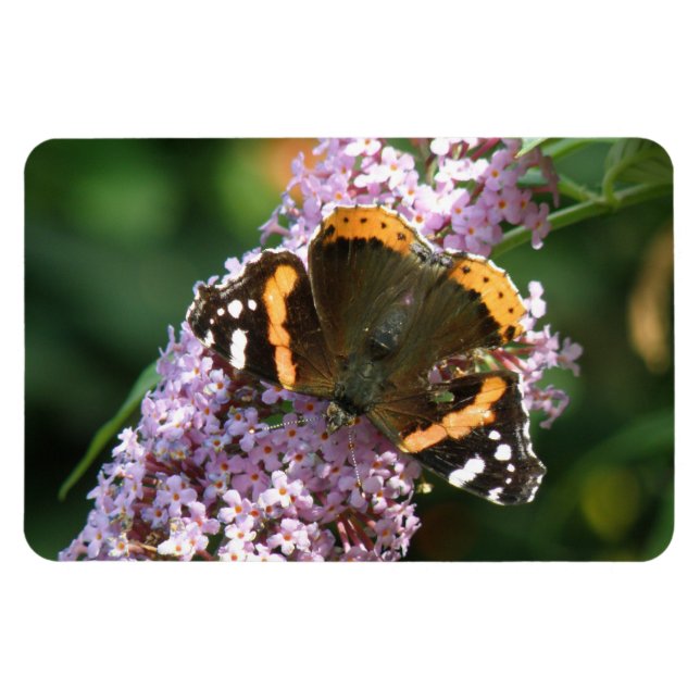 Red Admiral Butterfly und Buddleia Flexi Magnet (Horizontal)