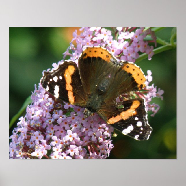 Red Admiral Butterfly und Buddleia Poster (Vorne)