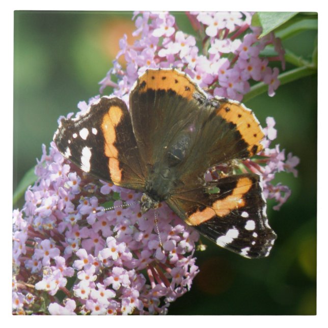 Red Admiral Butterfly und Buddleiie Tile Fliese (Vorderseite)