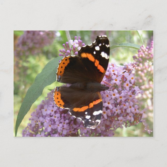 Red Admiral Postcard Postkarte (Vorderseite)