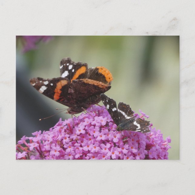 Red Admiral und Map Butterfly DIY Postkarte (Vorderseite)