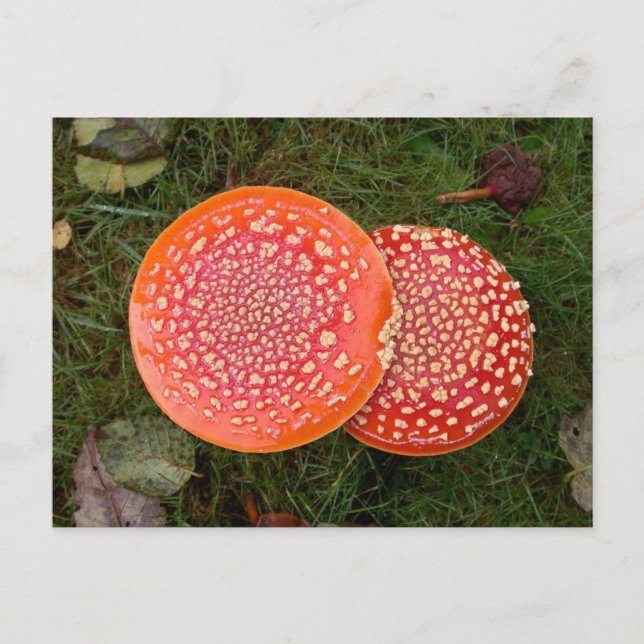 Red Amanita Mushrooms Foto Postkarte (Vorderseite)