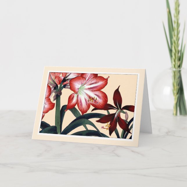 Red Amarylli, Botanicals Card - Kundenfreundlichke Dankeskarte (Vorderseite)