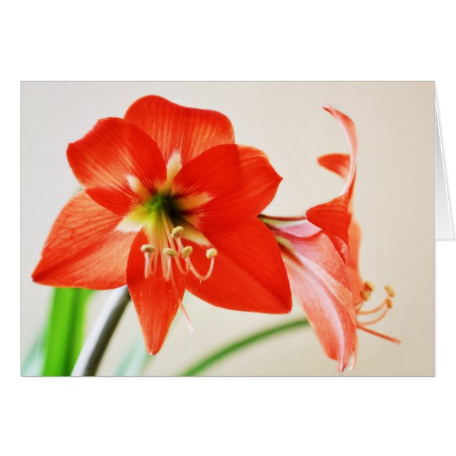 Red Amaryllis Blume (Vorderseite (Horizontal))