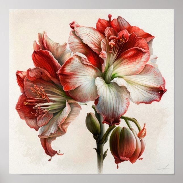 Red Amaryllis Blume Art Print Poster (Vorne)