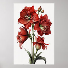 Red Amaryllis Blume Art Print Poster