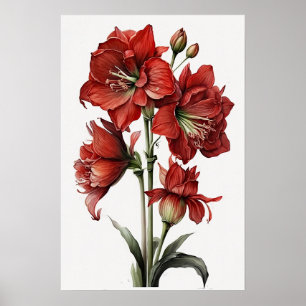 Red Amaryllis Blume Art Print Poster