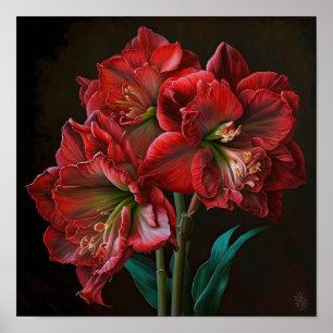 Red Amaryllis Blume Art Print Poster