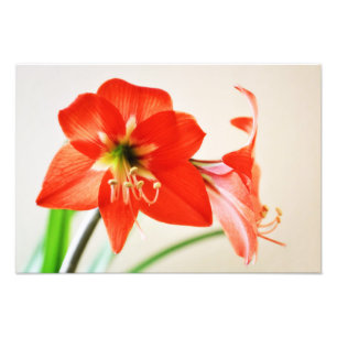 Red Amaryllis Blume Fotodruck