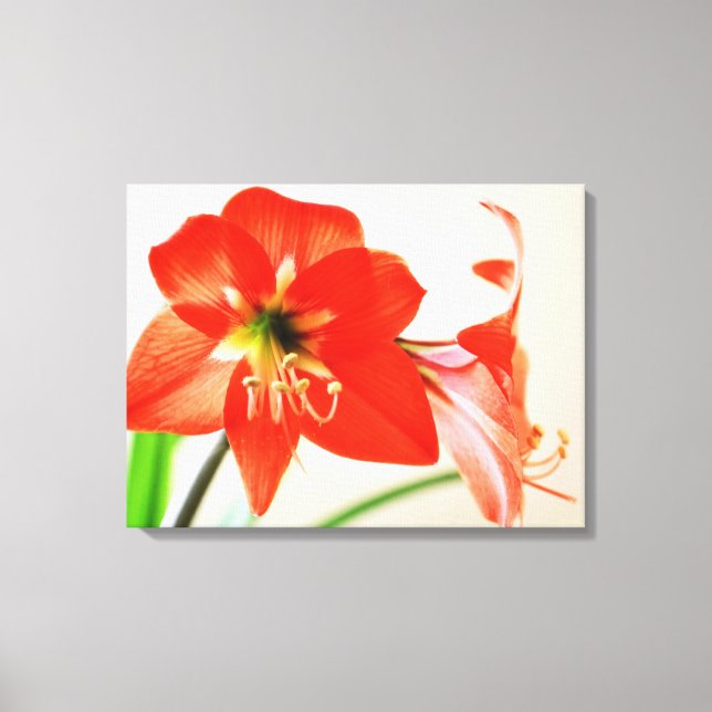 Red Amaryllis Blume Leinwanddruck (Vorderseite)