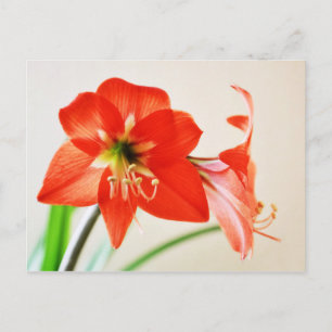 Red Amaryllis Blume Postkarte