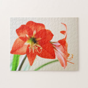 Red Amaryllis Blume Puzzle