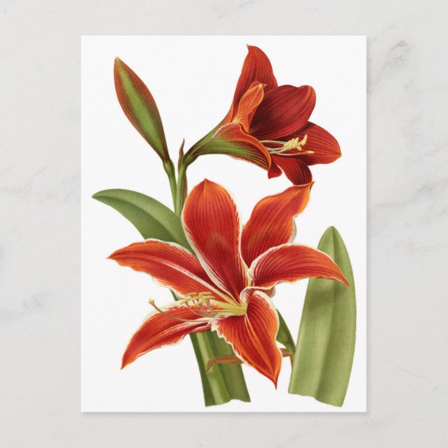 Red Amaryllis Botanical Print Postkarte (Vorderseite)