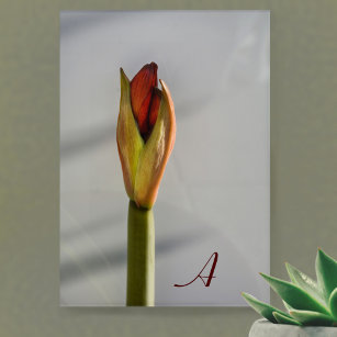 Red Amaryllis Bud Elegante Minimalistisch Fotograf Acryl Wandkunst