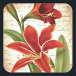 Red Amaryllis Christmas Blume Botanical Quadratischer Aufkleber<br><div class="desc">Red Amaryllis Weihnachts-Blume Vintag botanisch,  mit französischer Schrift.</div>