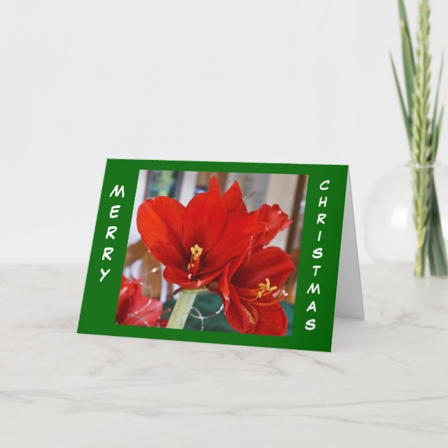 Red Amaryllis Feiertagskarte (Vorderseite)