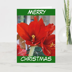 Red Amaryllis Feiertagskarte