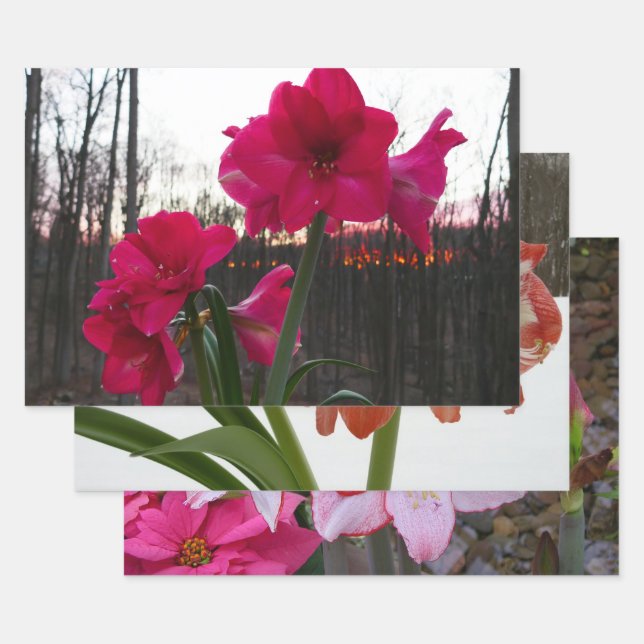 Red Amaryllis und Winter Sunrise Geschenkpapier Set (Set)