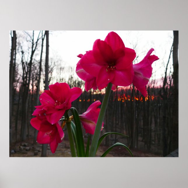 Red Amaryllis und Winter Sunrise Poster (Vorne)