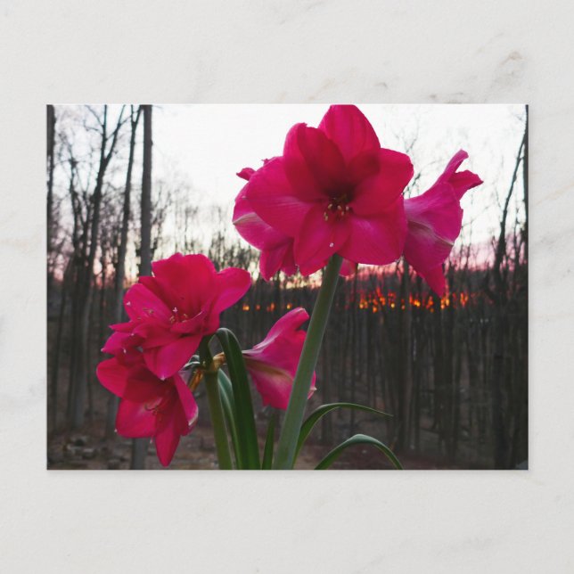 Red Amaryllis und Winter Sunrise Postkarte (Vorderseite)