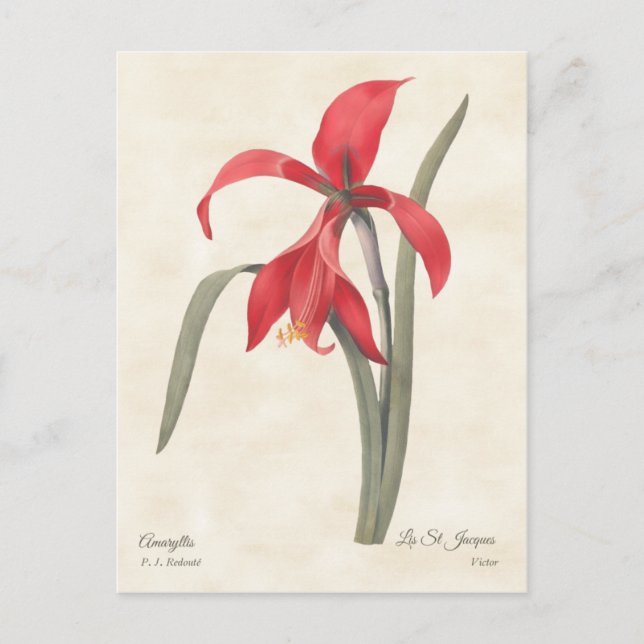 Red Amaryllis Vintag Botanische Illustration Postkarte (Vorderseite)