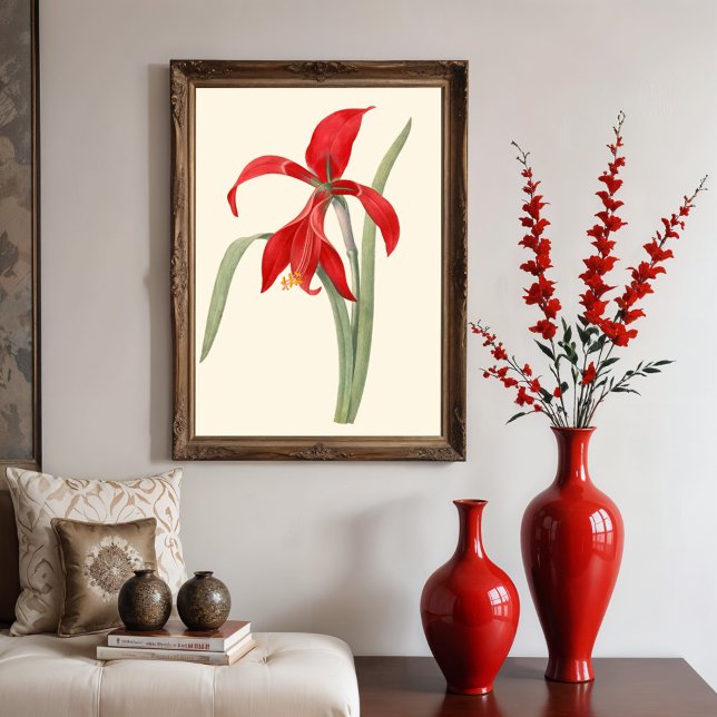 Red Amaryllis, Vintage botanische Darstellung Poster (Von Creator hochgeladen)
