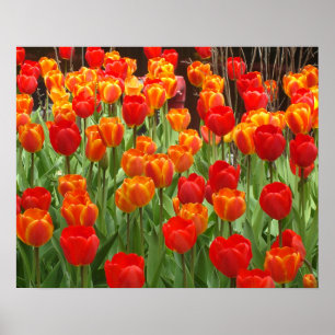 Red And Orange Tulips Lollipop Poster