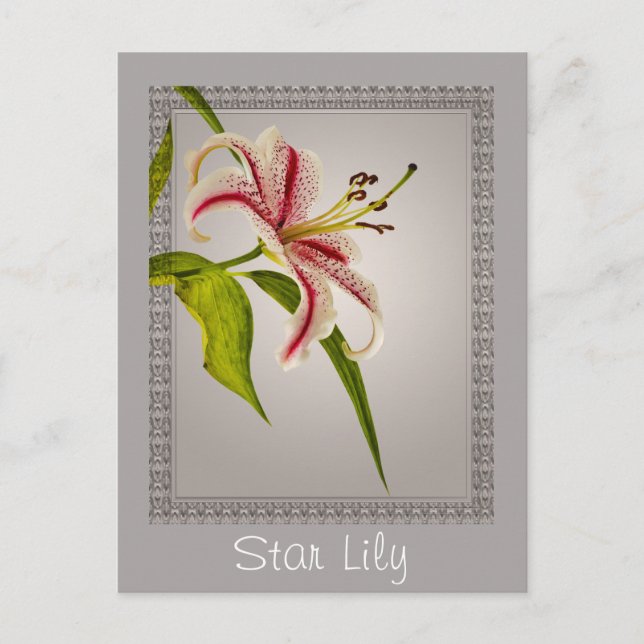 Red and White Star Lily on Shades of Gray Postkarte (Vorderseite)